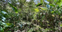 Great Homestead Property in the Osa Peninsula