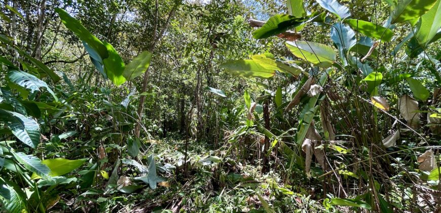 Great Homestead Property in the Osa Peninsula