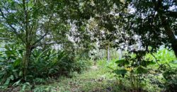 Great Homestead Property in the Osa Peninsula