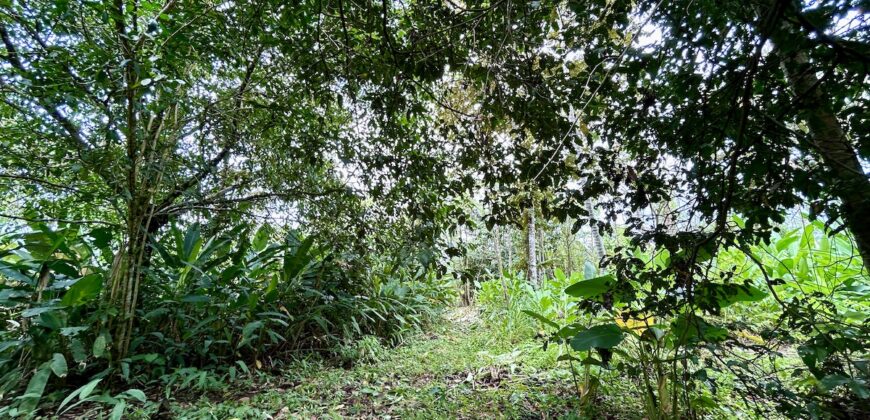 Great Homestead Property in the Osa Peninsula