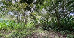 Great Homestead Property in the Osa Peninsula