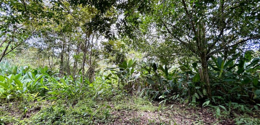 Great Homestead Property in the Osa Peninsula