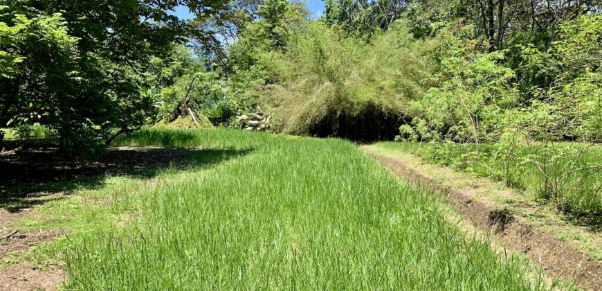 12 Acre Beachfront Property in Osa Peninsula