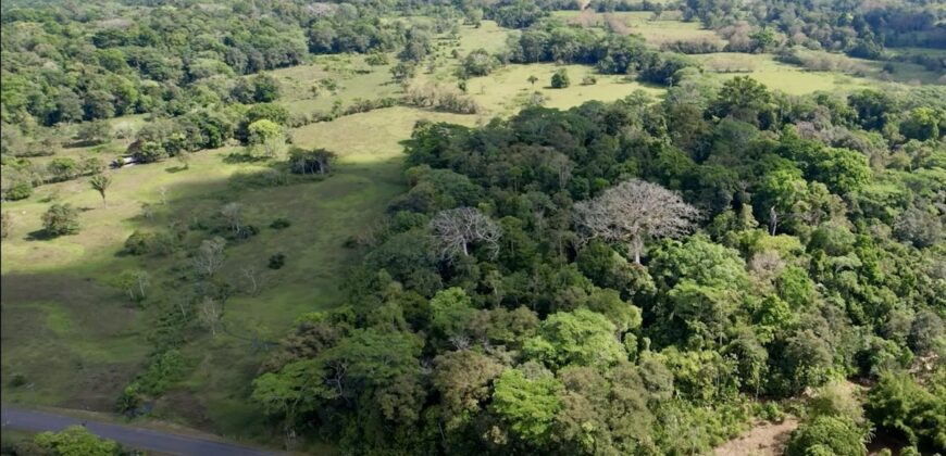 Great Homestead Property in the Osa Peninsula