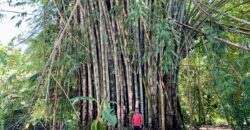 12 Acre Beachfront Property in Osa Peninsula