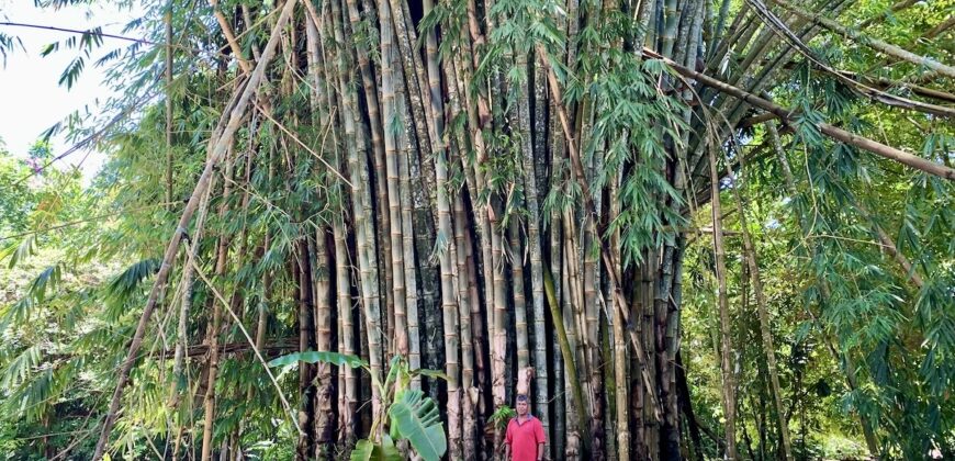 12 Acre Beachfront Property in Osa Peninsula