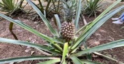 12 Acre Beachfront Property in Osa Peninsula