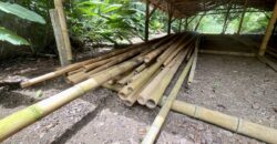 12 Acre Beachfront Property in Osa Peninsula