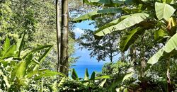 Point Break Beachfront Property Osa Peninsula