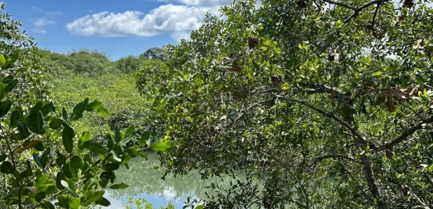 Two House Property Puerto Jimenez Waterfront