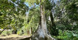 Point Break Beachfront Property Osa Peninsula