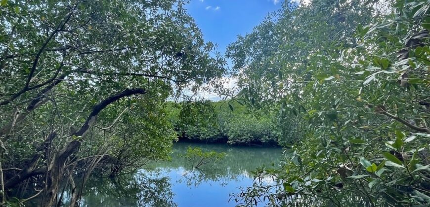 Two House Property Puerto Jimenez Waterfront