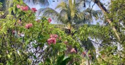 Puerto Jimenez Two House Property Near Gulf Beach