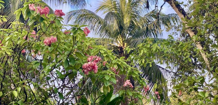 Puerto Jimenez Two House Property Near Gulf Beach