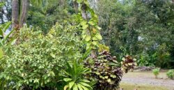 Puerto Jimenez Two House Property Near Gulf Beach