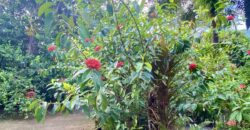 Puerto Jimenez Two House Property Near Gulf Beach