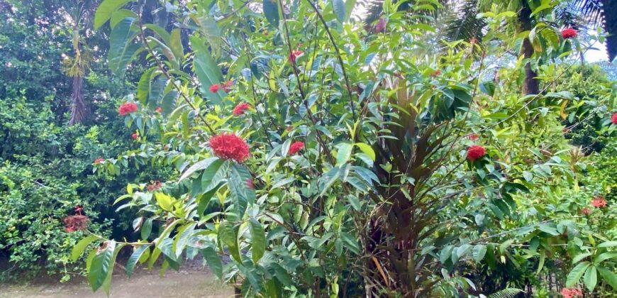 Puerto Jimenez Two House Property Near Gulf Beach