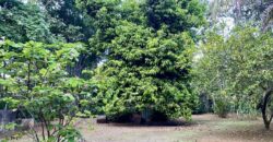 Puerto Jimenez Two House Property Near Gulf Beach