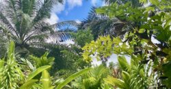 Puerto Jimenez Two House Property Near Gulf Beach