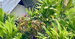 Puerto Jimenez Two House Property Near Gulf Beach