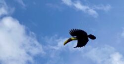 Puerto Jimenez Two House Property Near Gulf Beach