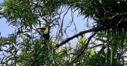 Puerto Jimenez Two House Property Near Gulf Beach