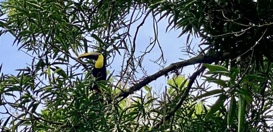 Puerto Jimenez Two House Property Near Gulf Beach