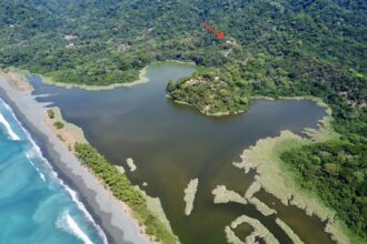 27 Acre Ocean View Property Primary Forest