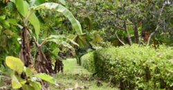 Large Building Lot Near Puerto Jiménez