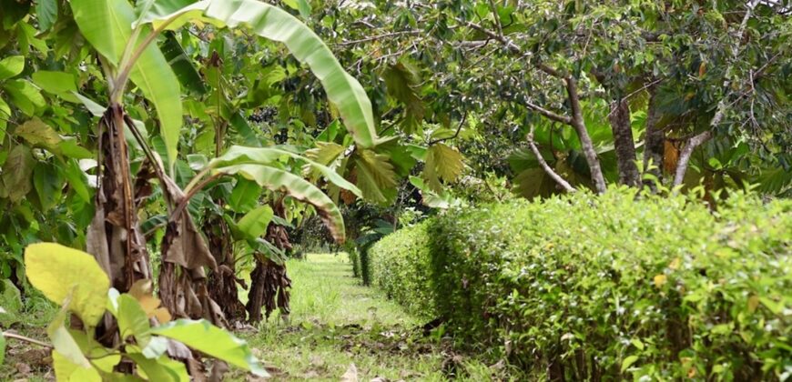 Large Building Lot Near Puerto Jiménez