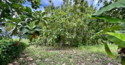 Large Building Lot Near Puerto Jiménez