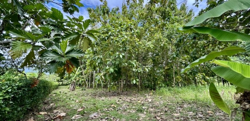 Large Building Lot Near Puerto Jiménez