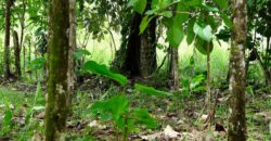 Large Building Lot Near Puerto Jiménez