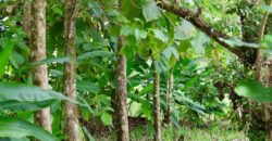 Large Building Lot Near Puerto Jiménez