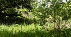 Large Building Lot Near Puerto Jiménez