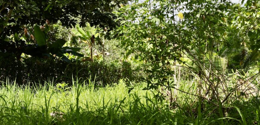 Large Building Lot Near Puerto Jiménez