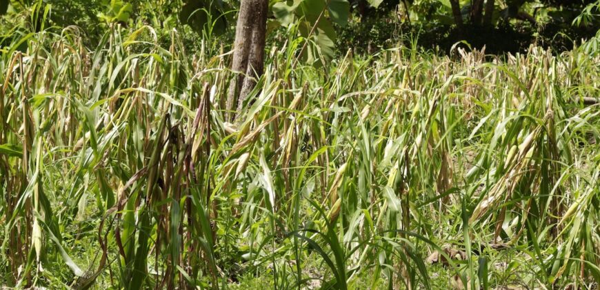 Large Building Lot Near Puerto Jiménez