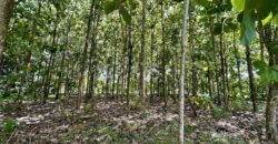 Large Building Lot Near Puerto Jiménez