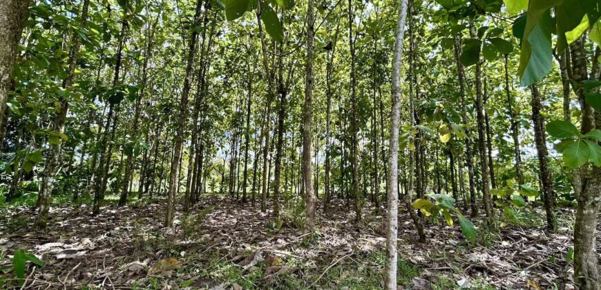 Large Building Lot Near Puerto Jiménez