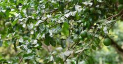 Large Building Lot Near Puerto Jiménez