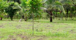 Large Building Lot Near Puerto Jiménez