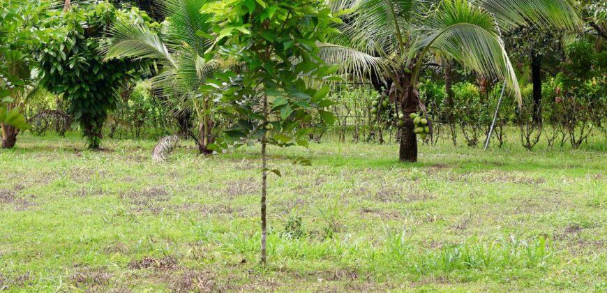 Large Building Lot Near Puerto Jiménez