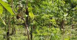 Large Building Lot Near Puerto Jiménez