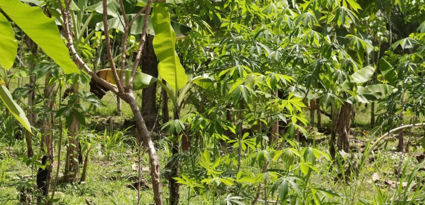 Large Building Lot Near Puerto Jiménez