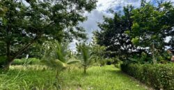 Large Building Lot Near Puerto Jiménez
