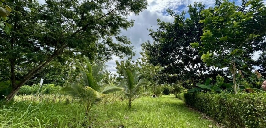 Large Building Lot Near Puerto Jiménez
