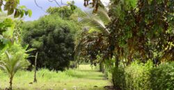 Large Building Lot Near Puerto Jiménez