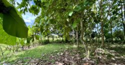 Large Building Lot Near Puerto Jiménez