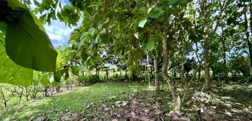 Large Building Lot Near Puerto Jiménez