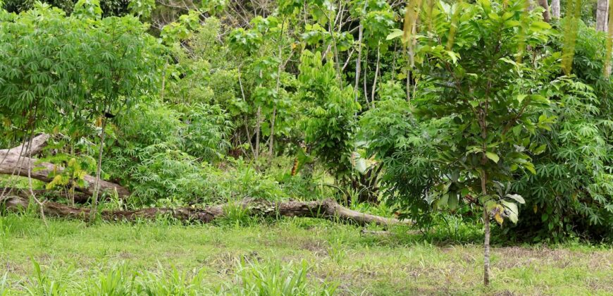 Large Building Lot Near Puerto Jiménez